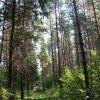 Пятигорское школьное лесничество в числе лидеров по краю