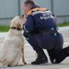 В Лермонтове собрались кинологи МЧС